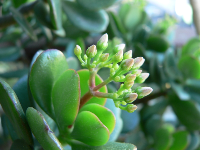 Crassula ovata / Crassula ovata